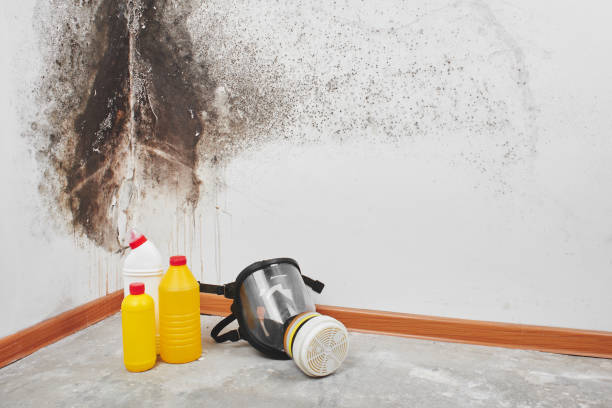 Best Mold Testing  in Poplar Plains, CT