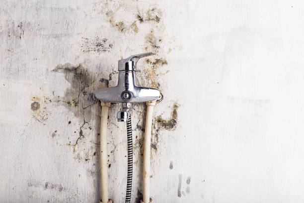 Best Best Mold Removal Companies  in Poplar Plains, CT