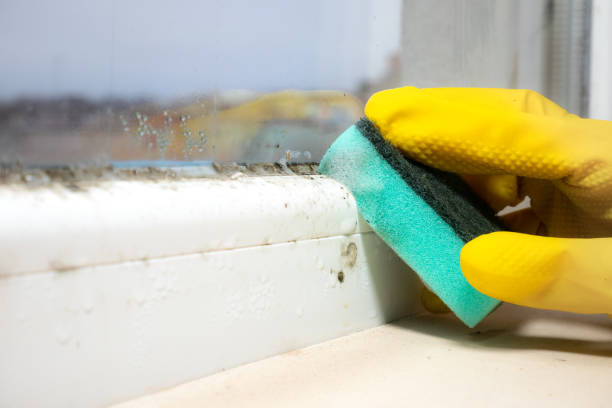 Professional Mold Removal in Poplar Plains, CT