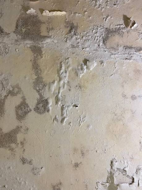 Best Mold Removal Company Near Me  in Poplar Plains, CT