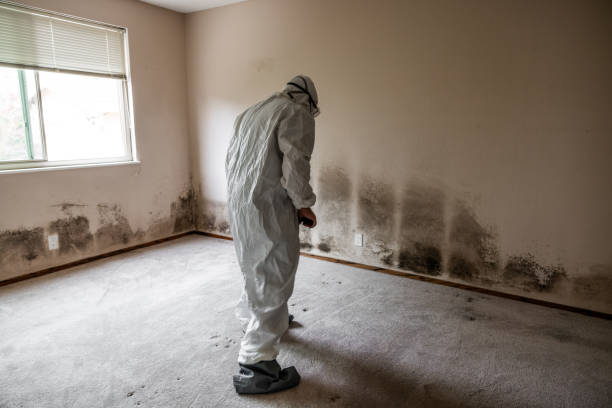 Best Residential Mold Removal  in Poplar Plains, CT