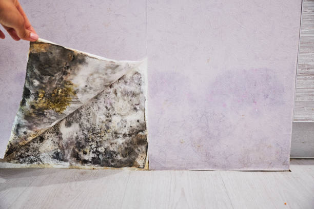 Best Affordable Mold Removal  in Poplar Plains, CT